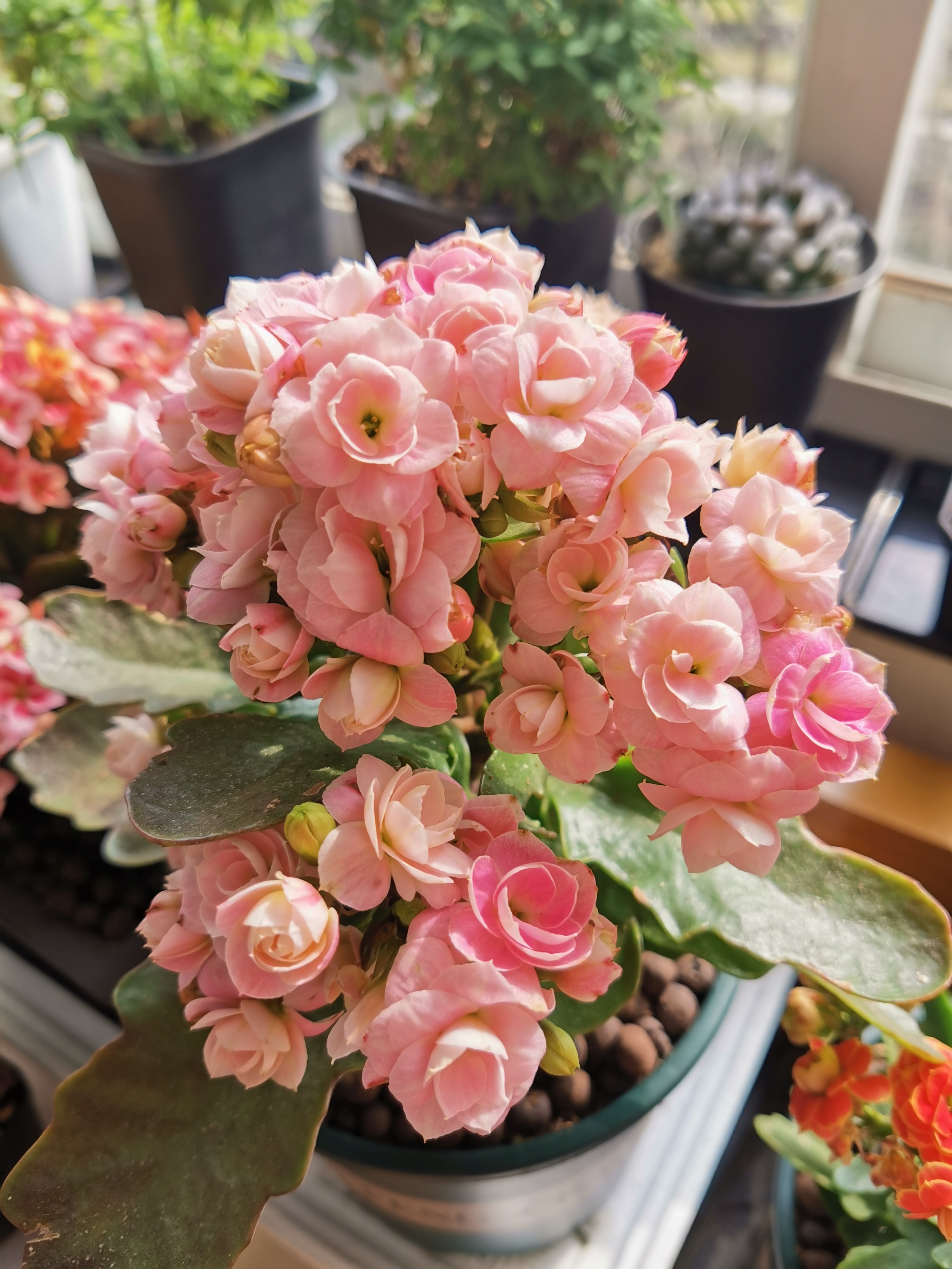 喜欢长寿花的寓意,喜欢养长寿花的人