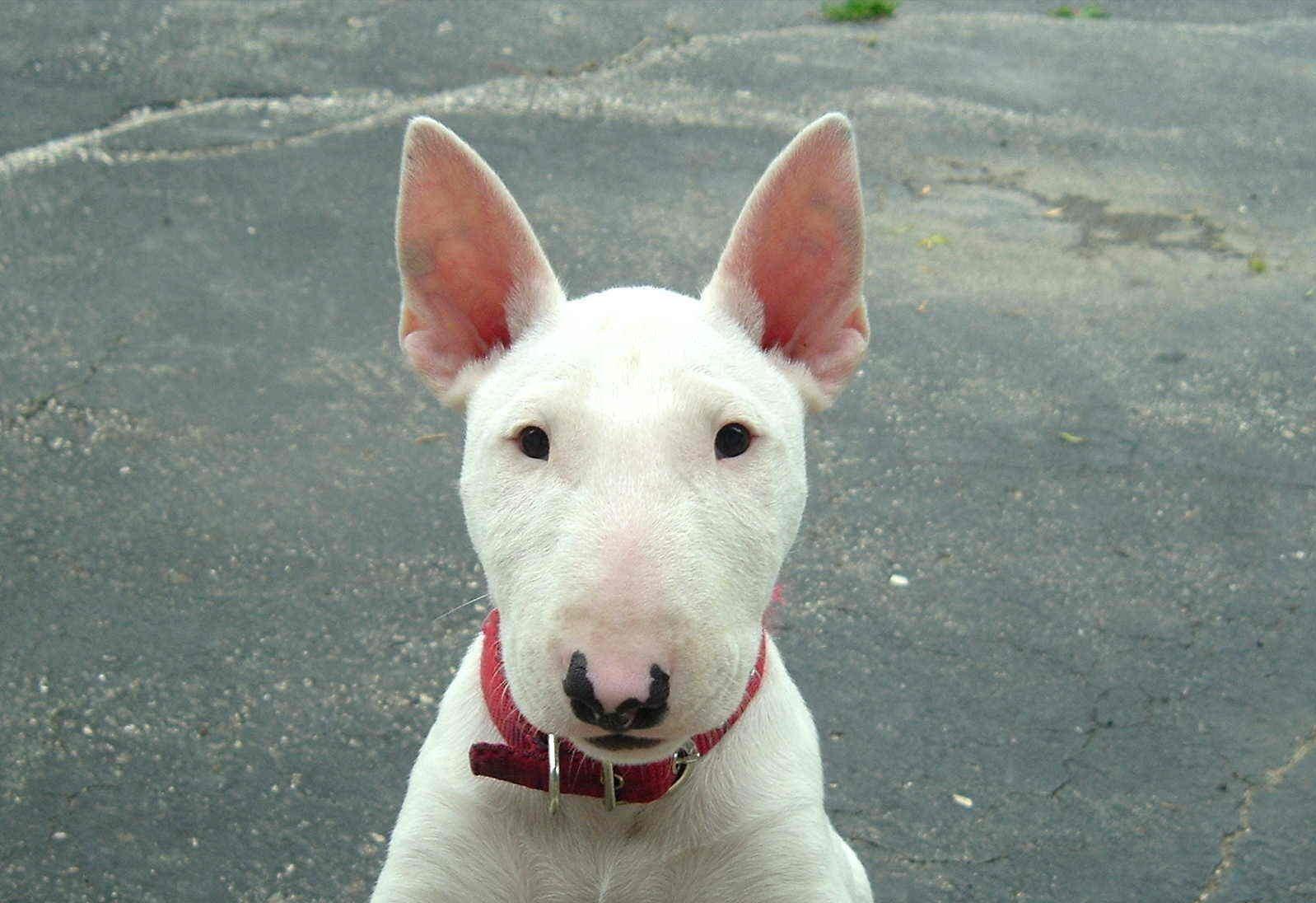 牛头梗为什么少人养,牛头梗这么丑为什么还有人养