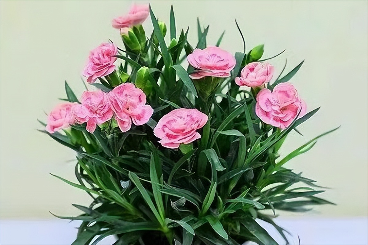 【临夏林草文化】科普篇‖康乃馨开本无意，奈何人间有真情