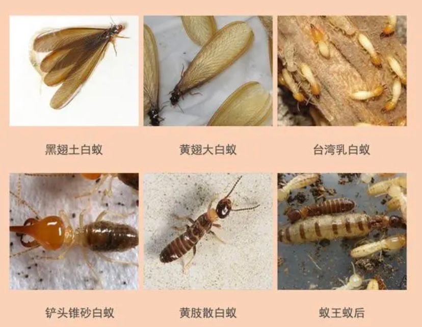 防治白蚁找政府哪个部门,白蚁吃蔬菜根部怎么防治