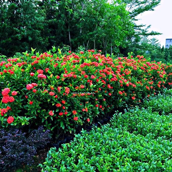 美丽的龙江河,美丽的草原我的家