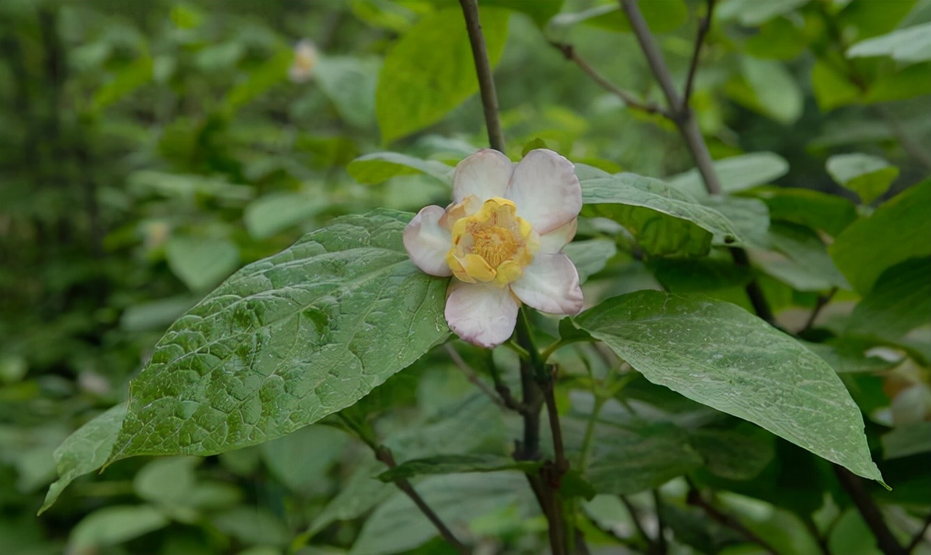 夏天的腊梅冬天的荷花,腊梅盛开的冬天