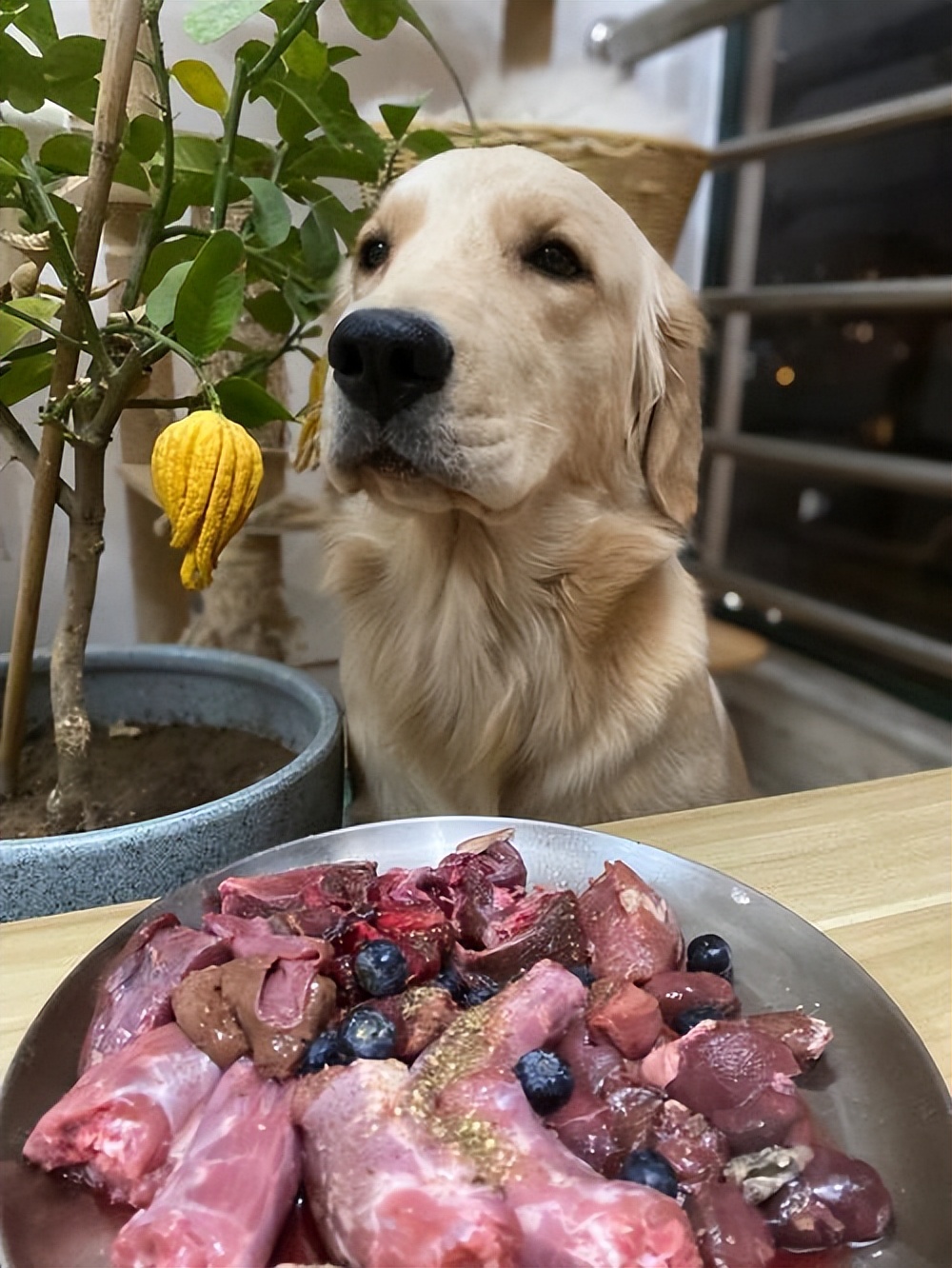 四种可以给狗狗吃的人类食物,推荐7种狗狗可以吃的食物