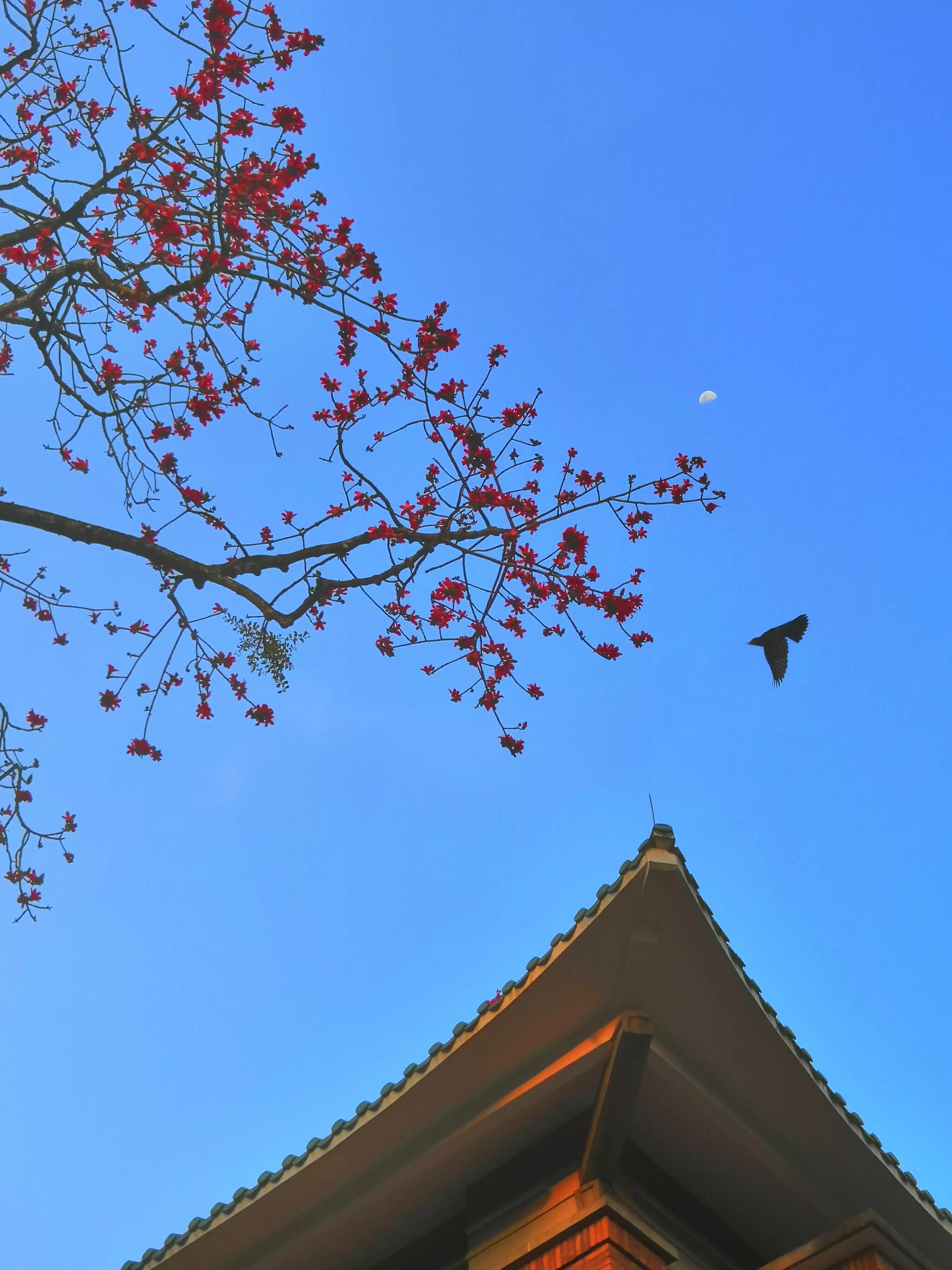 新鲜木棉花食用方法,木棉花的食用方法泡茶