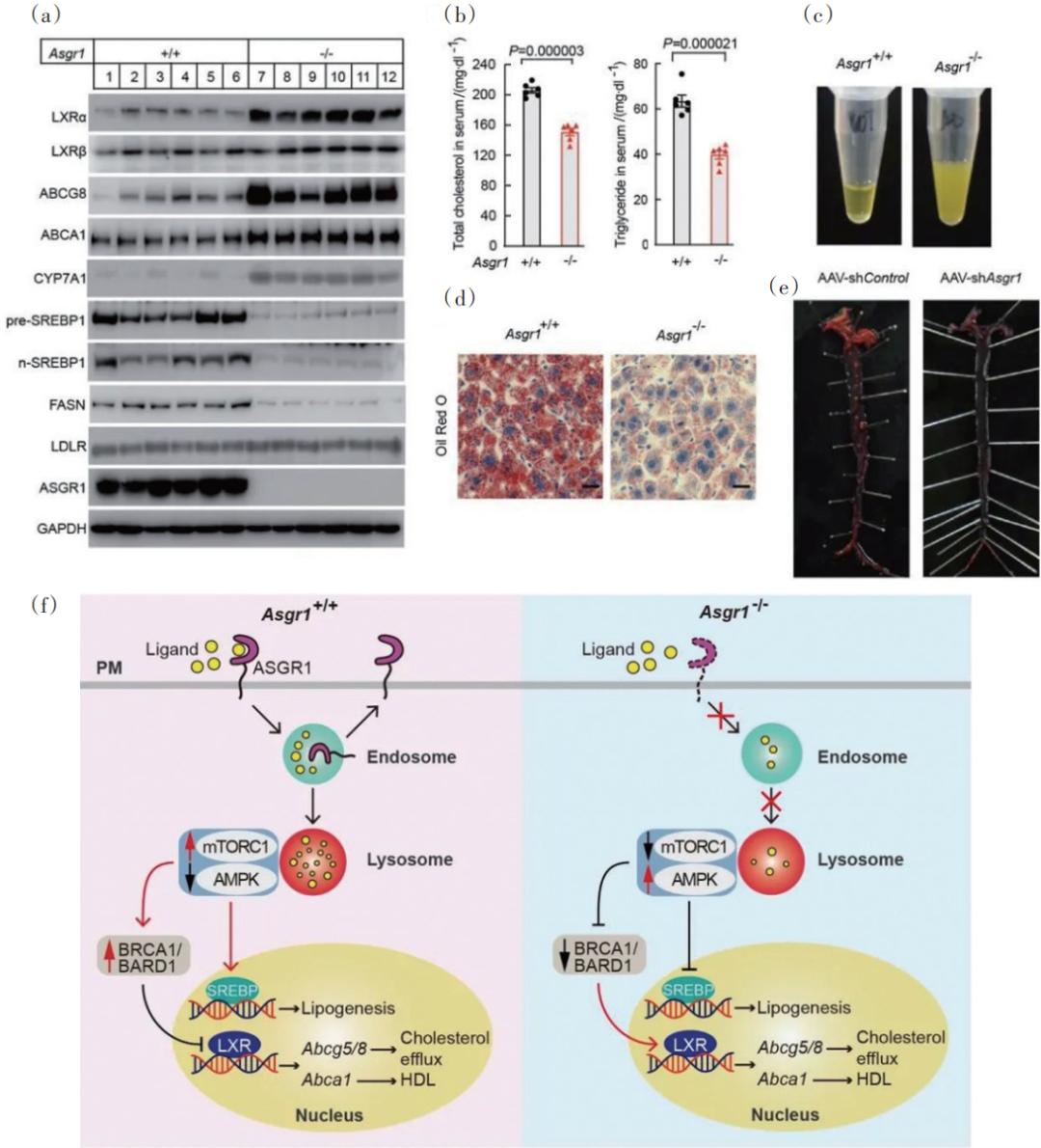 2022年中国重大科学、技术和工程进展|科技导报
