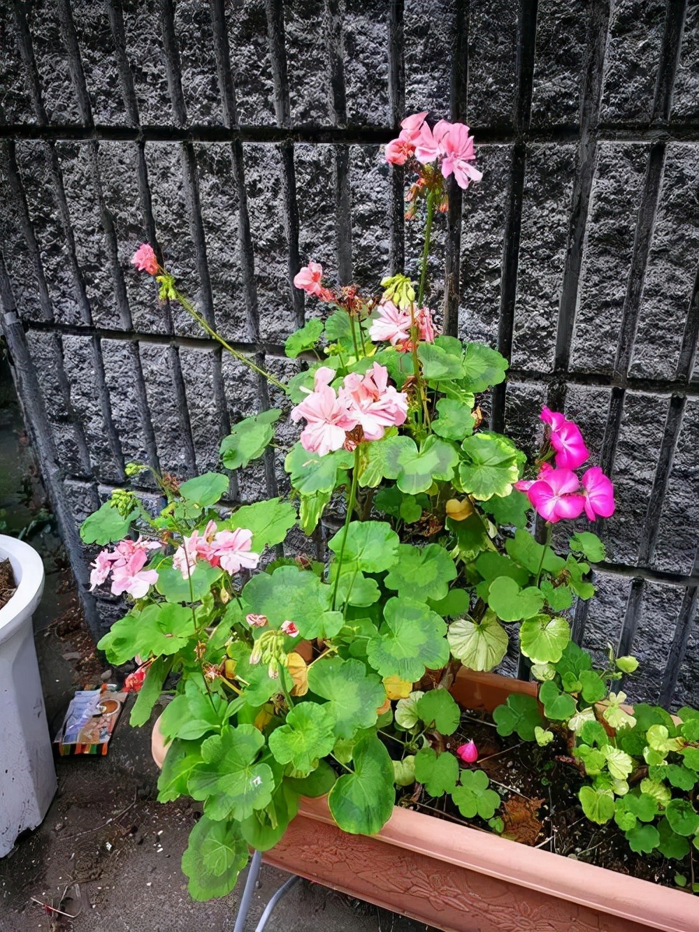 花市“捡漏”的6个小方法，学会了超省钱