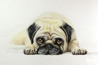 巴哥犬生病又吐又拉总甩头,巴哥犬吐泡沫是怎么回事