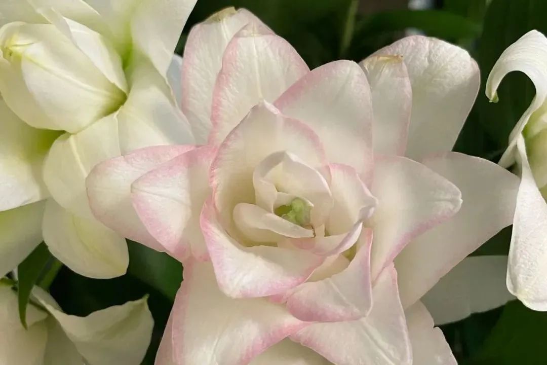 鲜花在水里能养几天会死,新加坡盆栽花卉怎么养