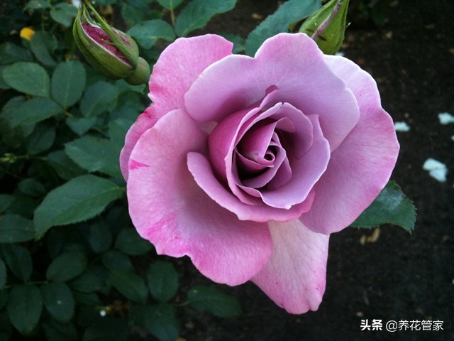 哪种紫色的月季最好看,蓝紫色的月季有哪些