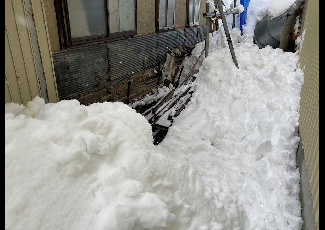 小猫被冻僵在雪地好心人路过救援,猫被困36天后奇迹存活