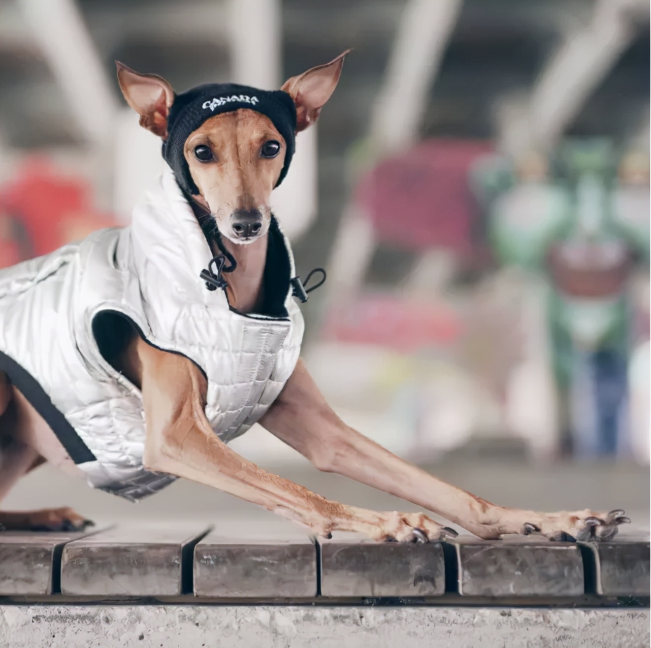 一只流浪狗被收留后成功的逆袭了,一只被遗弃狗狗的逆袭之路