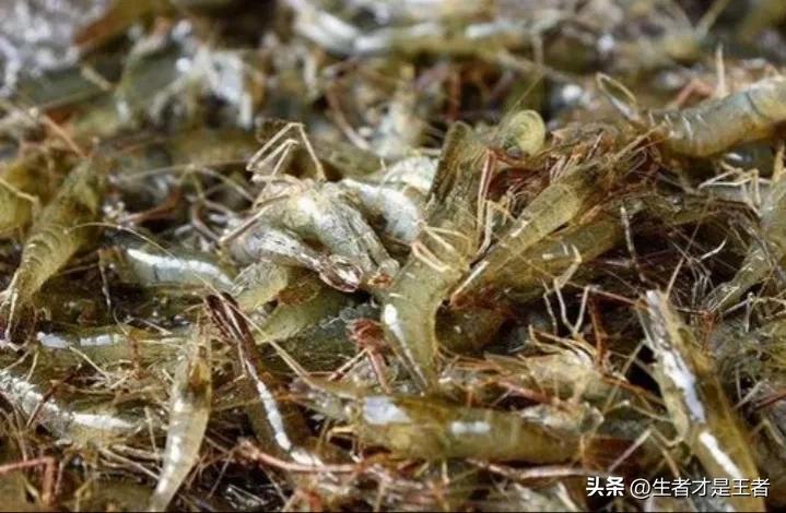 水煮虾怎么个煮法图解,水煮虾的正确水煮方法