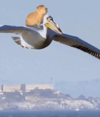 水豚喜欢一动不动,水豚为啥喜欢在水里