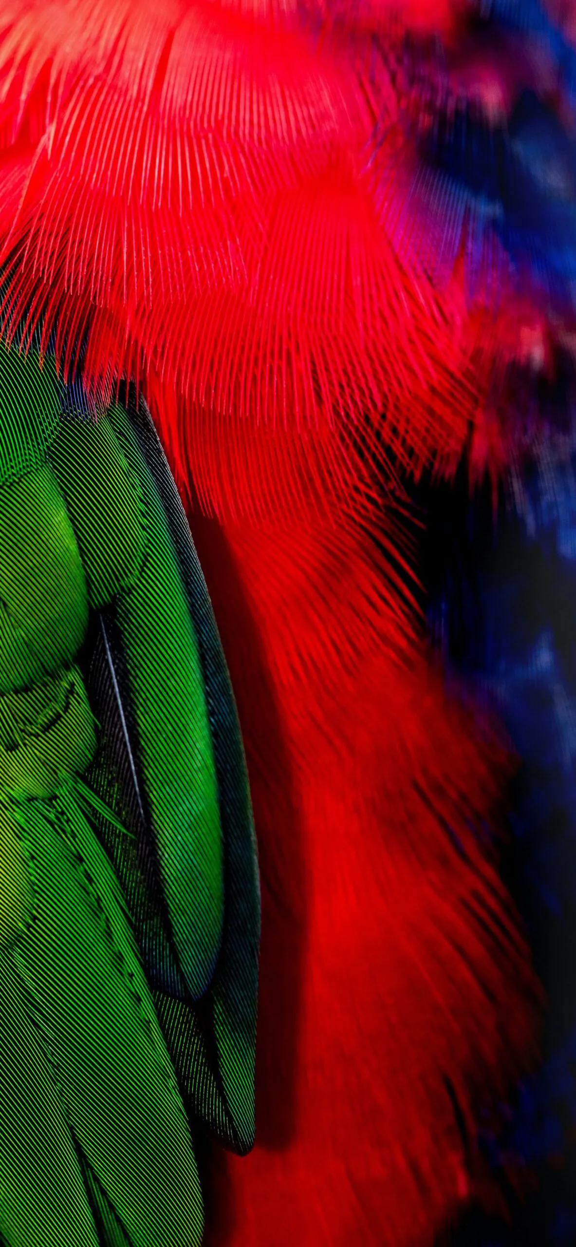 漂亮的羽毛手机壁纸,漂亮的羽毛壁纸手机超清