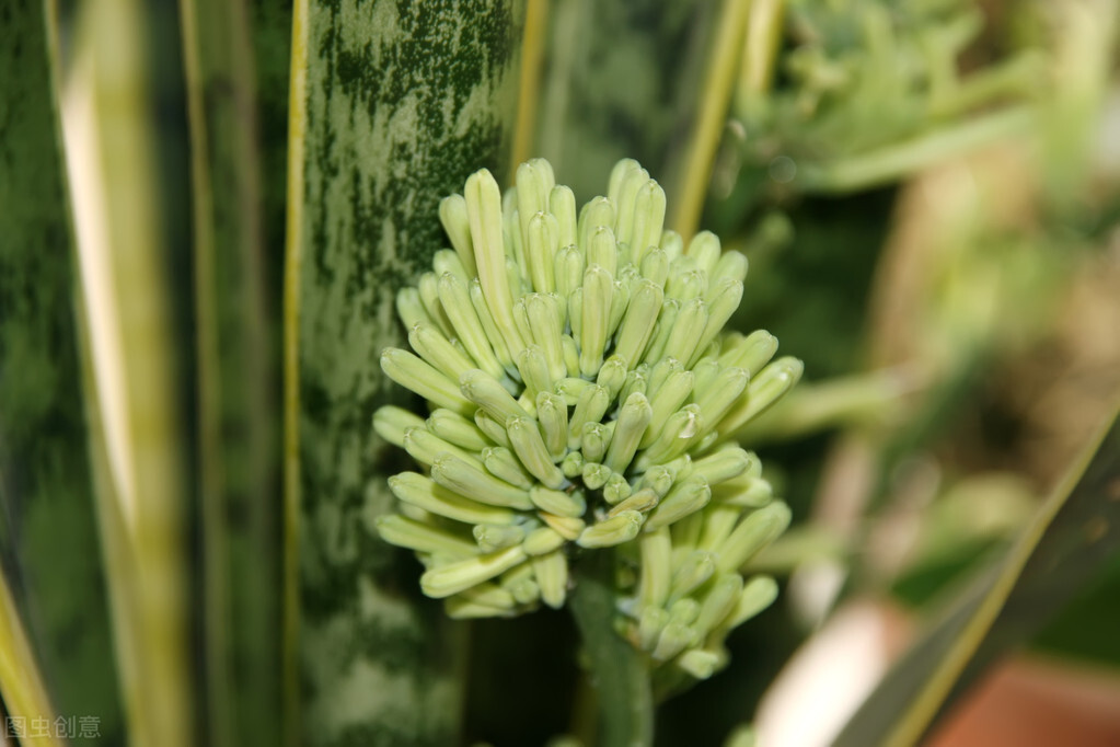 容易爆盆的多肉好养还好看,多肉夏季在室外养还是阳台上养好