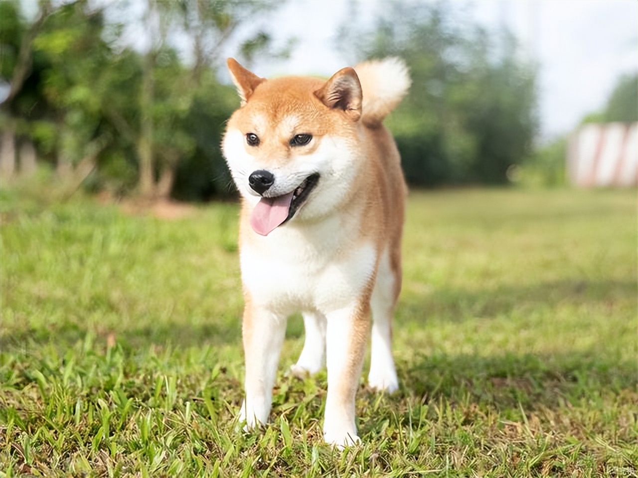 几月出生的柴犬体味小掉毛少,为什么柴犬容易弃养