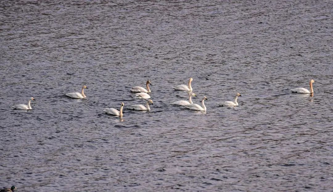 沈阳湿地公园丹顶鹤放飞,沈阳最近郊游最佳地点