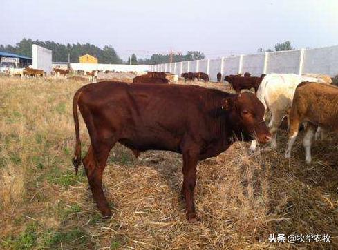 牛感冒用什么药退烧快,牛感冒了用什么药物治疗