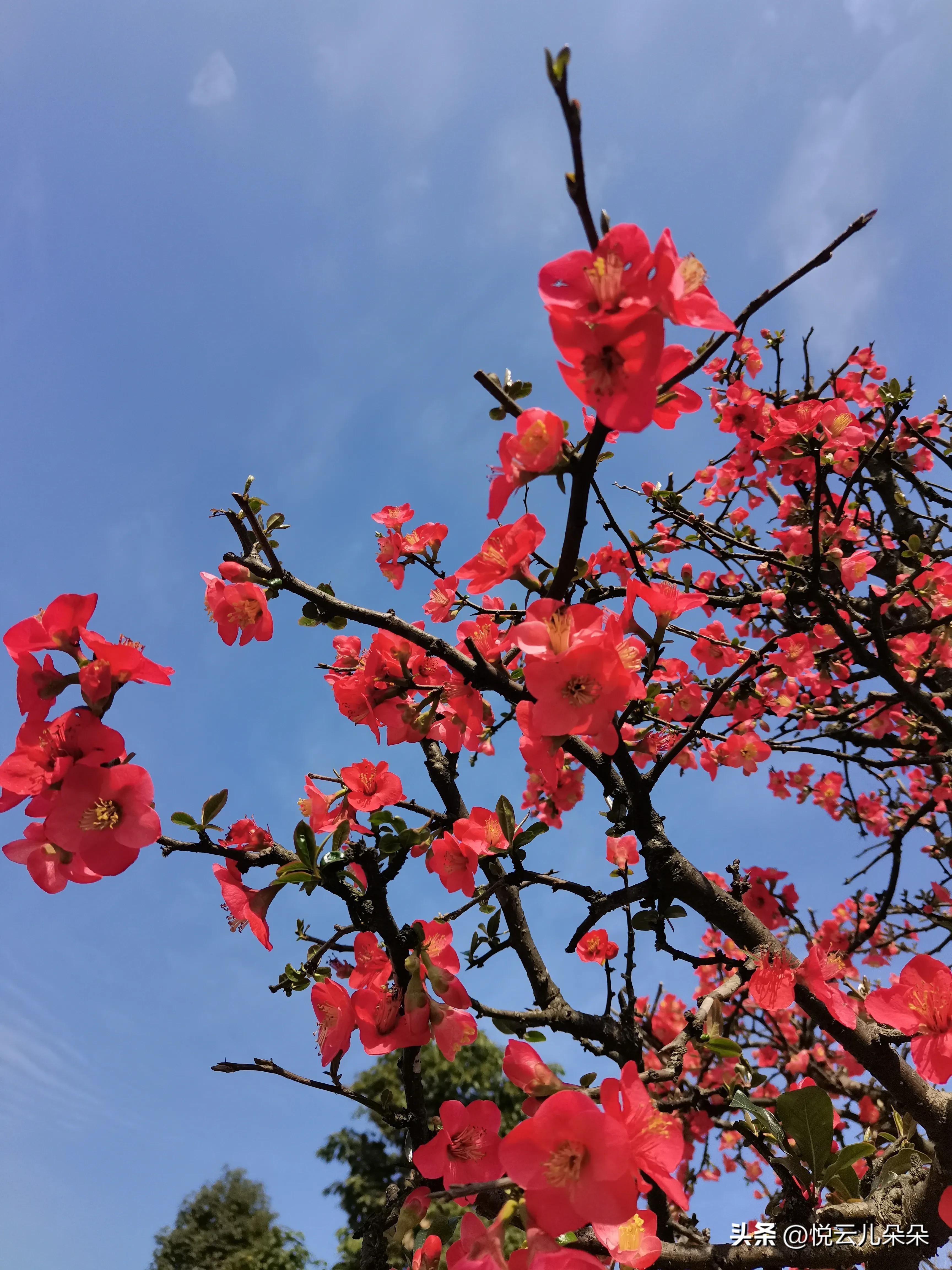 愿你如花,愿你生活四季如花
