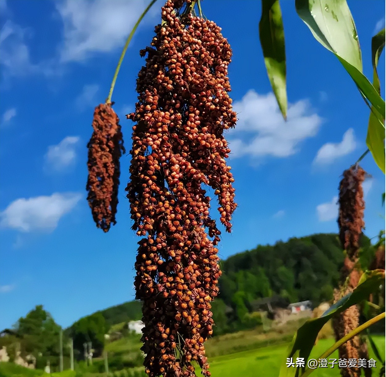 散酒纯粮食多少钱一斤才能喝,酒厂的散粮酒能喝吗