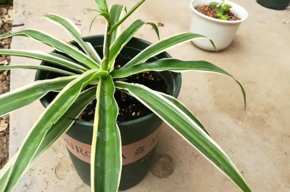 金边吊兰怎样养才能爆盆儿,怎么让金边吊兰快速长出小吊兰