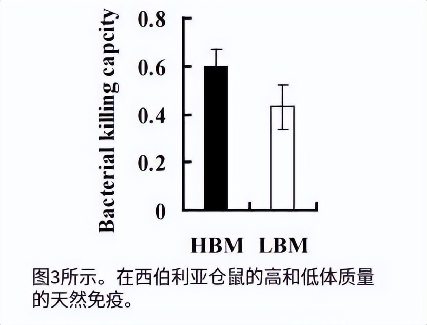 仓鼠会控制体重吗,仓鼠有免疫细胞吗