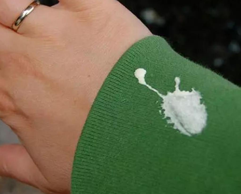 喂过一次大连海鸥，人类就要为自己的弱小羞愧