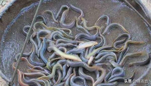 2022年泥鳅养殖前景怎么样,泥鳅养殖市场前景