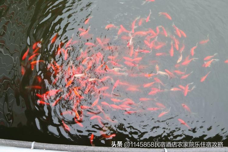 密云八方客农家大院,北京密云八方客农家大院