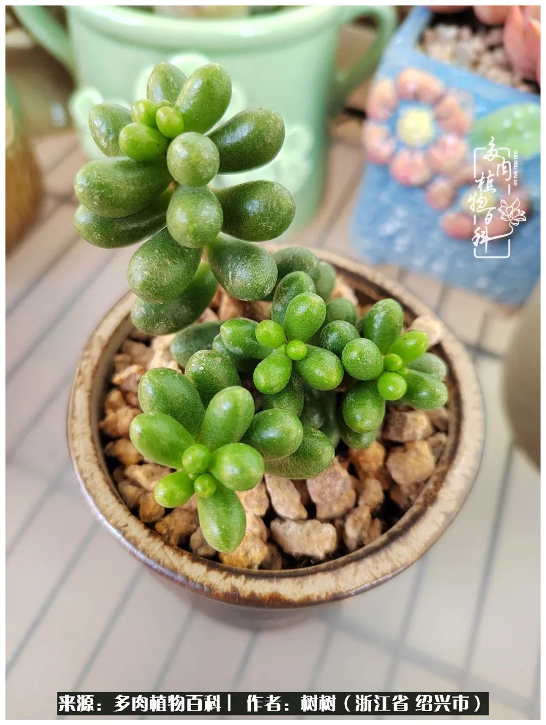 又临寒冬，暖阳下携手肉肉赏姹紫嫣红！