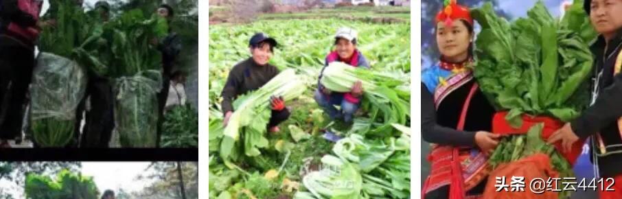 云南的青菜,云南青菜好吃的标准