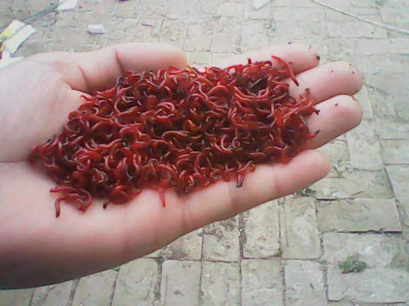 鱼缸有像蚊子幼虫一样的虫子,鱼缸小飞虫的幼虫