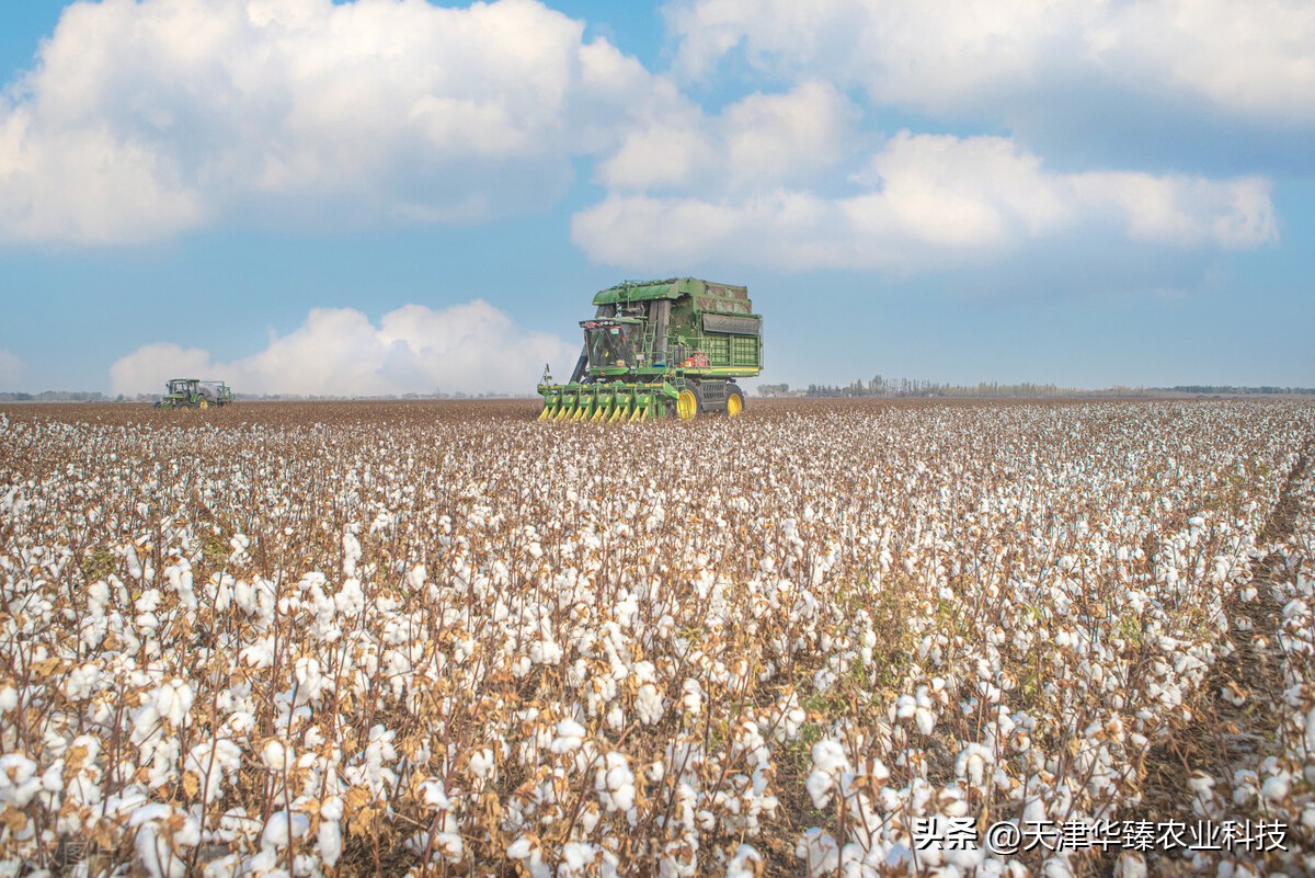 棉花的种植和管理视频,棉花的种植技术和管理规划