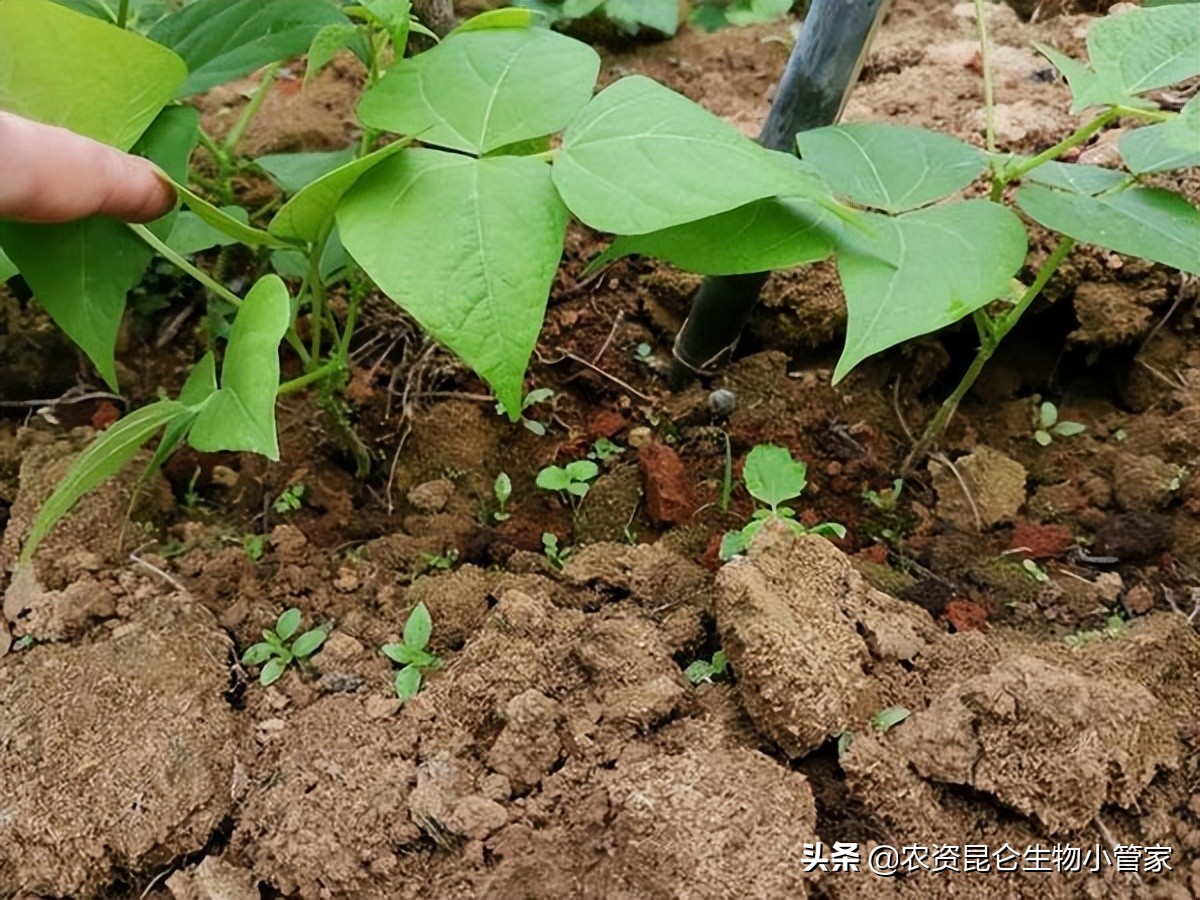 豆角根腐病用什么药来防治最好,豆角根腐病防治