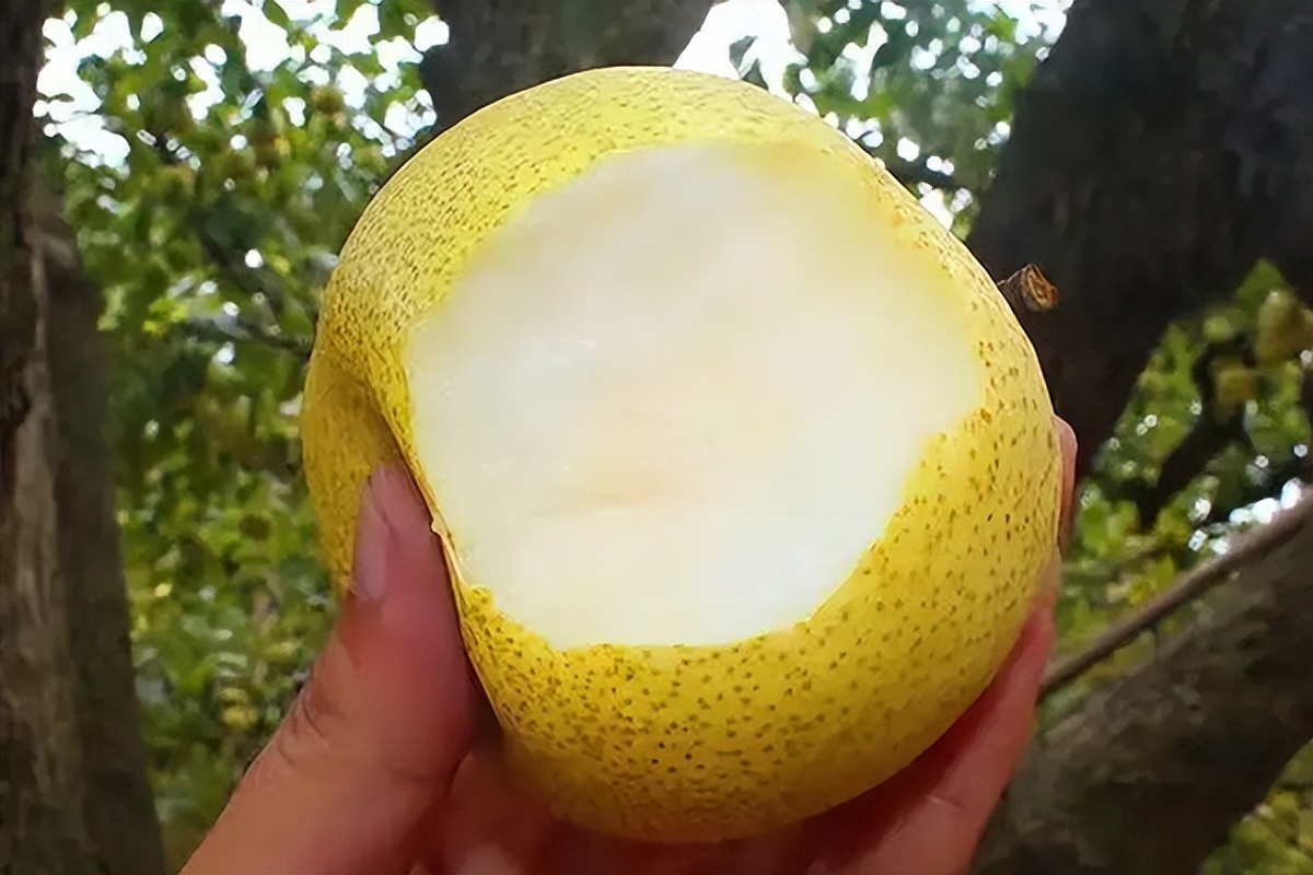 梨都有哪些品种什么梨最好吃,常见30种梨的区别及口感