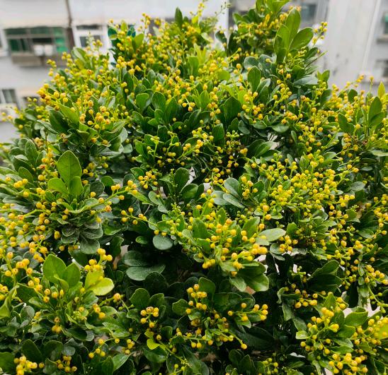 米兰花有香和不香的吗,米兰花喜欢什么肥料最好