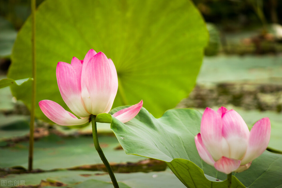荷花淀美学表现,荷花淀文学风格