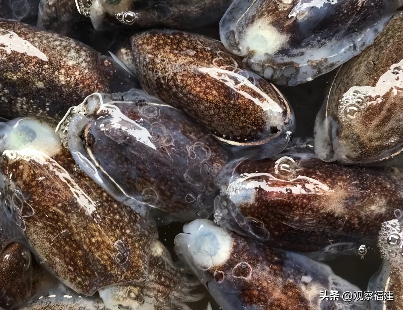 诏安秋天吃什么海鲜,福建各种海鲜图片大全