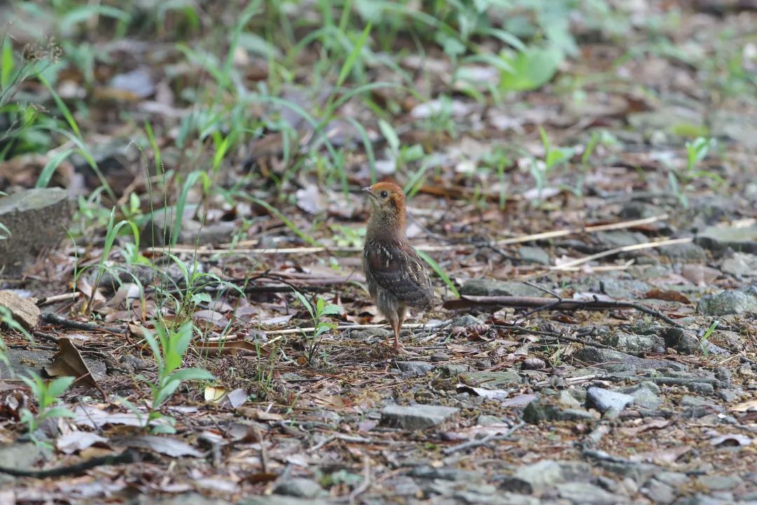 泰酷辣算黑梗吗,泰酷辣靛蓝