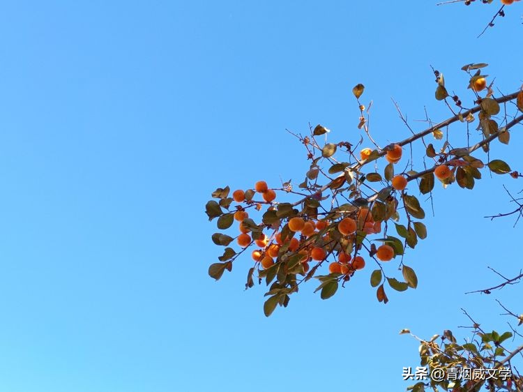 七律登庐山草书,七律登明月楼诗