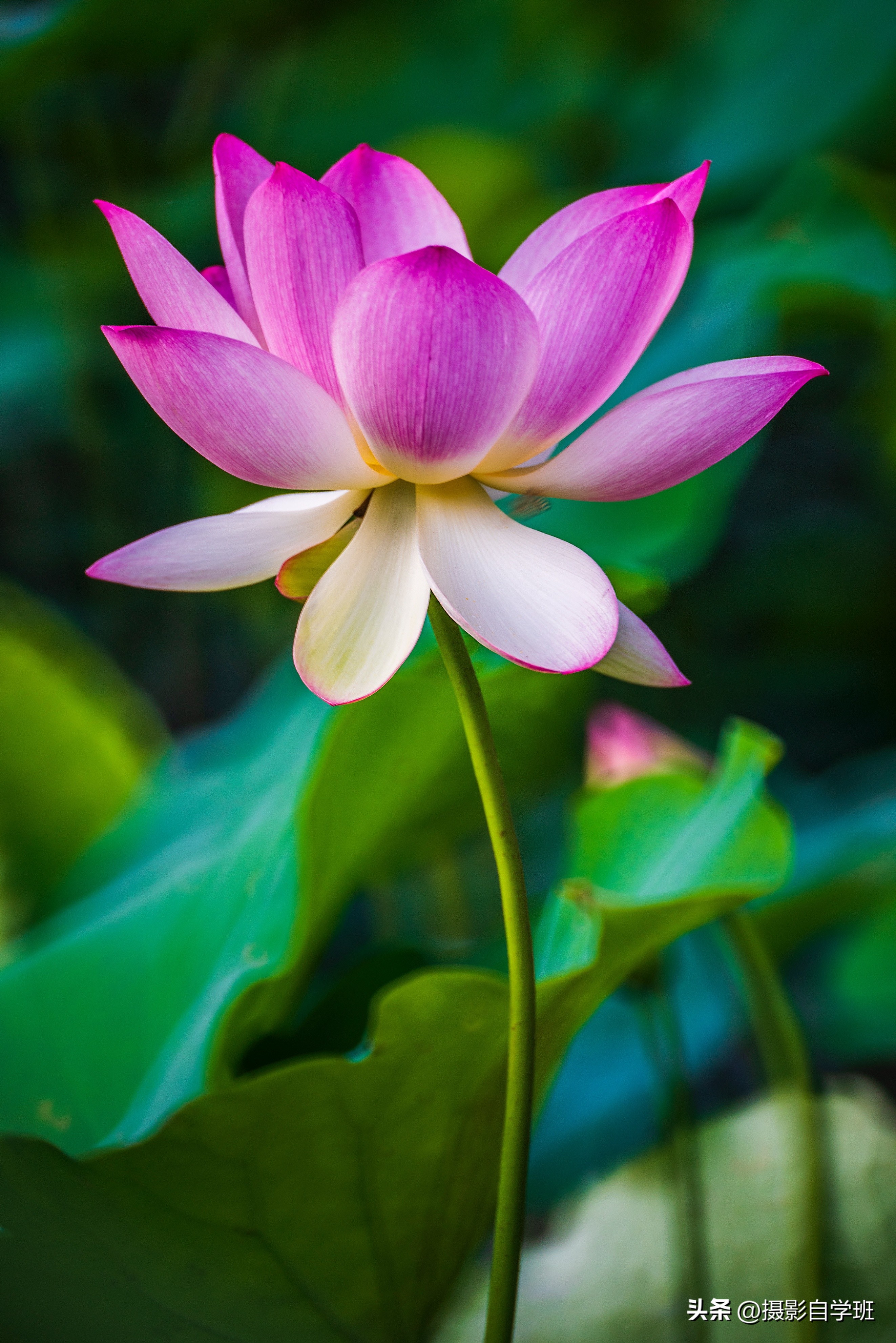 摄影后期修图教程荷花后期,手机拍摄荷花摄影师总结10个技巧