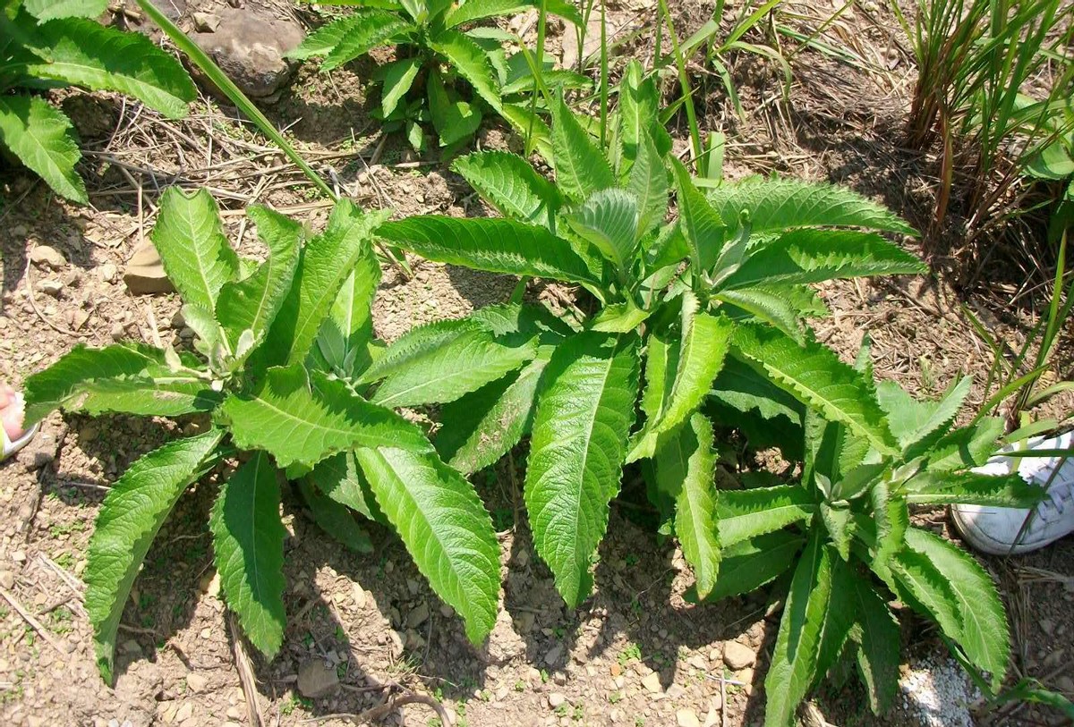 合香香烟,合和牌香烟