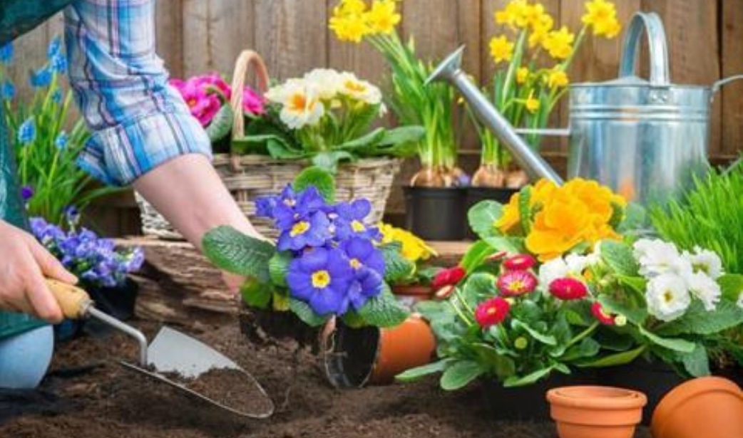 养花先“养根”，3个“小方法”，根系疯长，枝叶繁茂