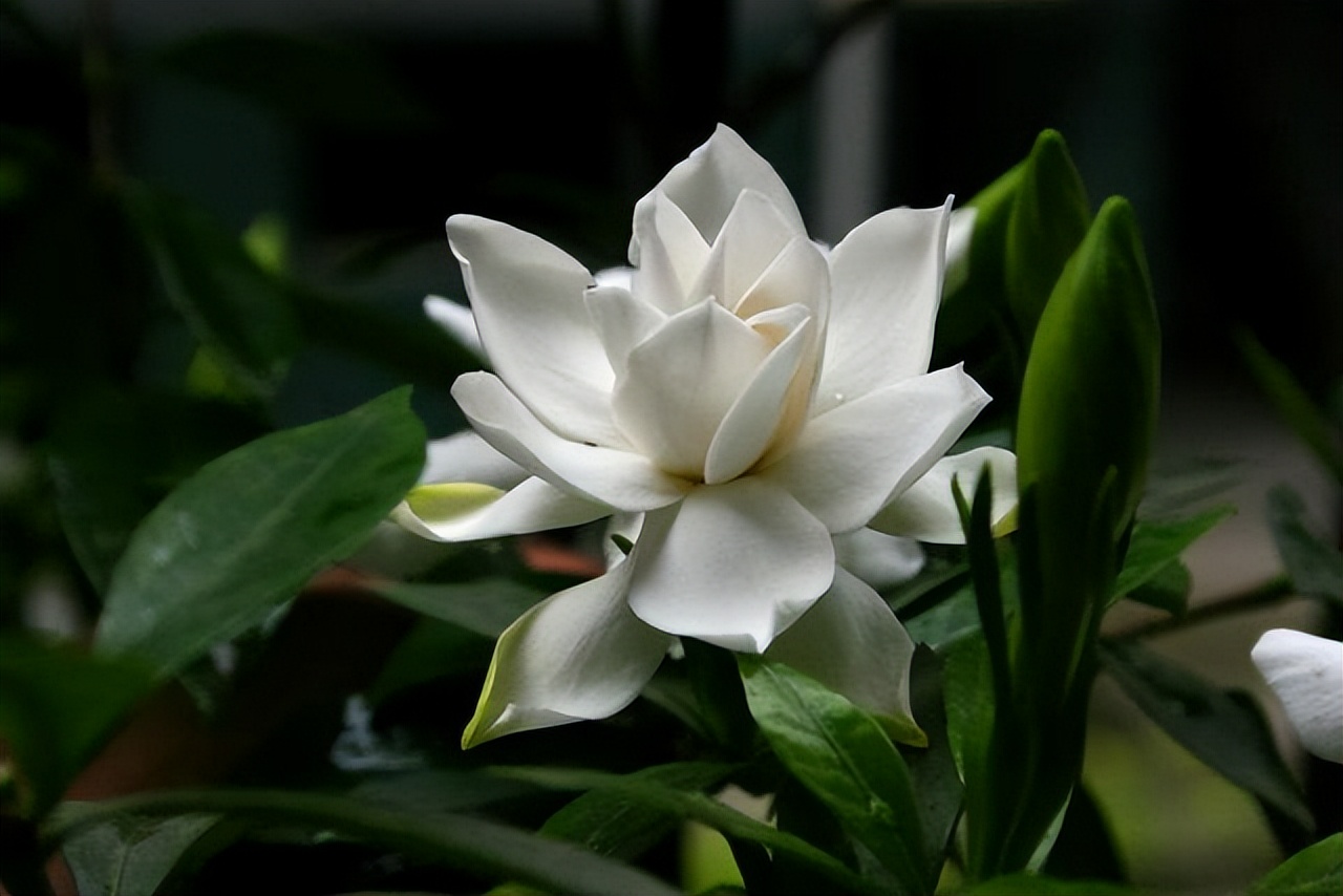 爱干净的人，家里别养4种“脏脏花”，会招虫子，越养越烦