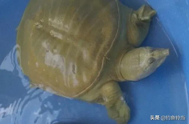 甲鱼咬嘴怎么救活,甲鱼咬住手有什么土方法弄下来