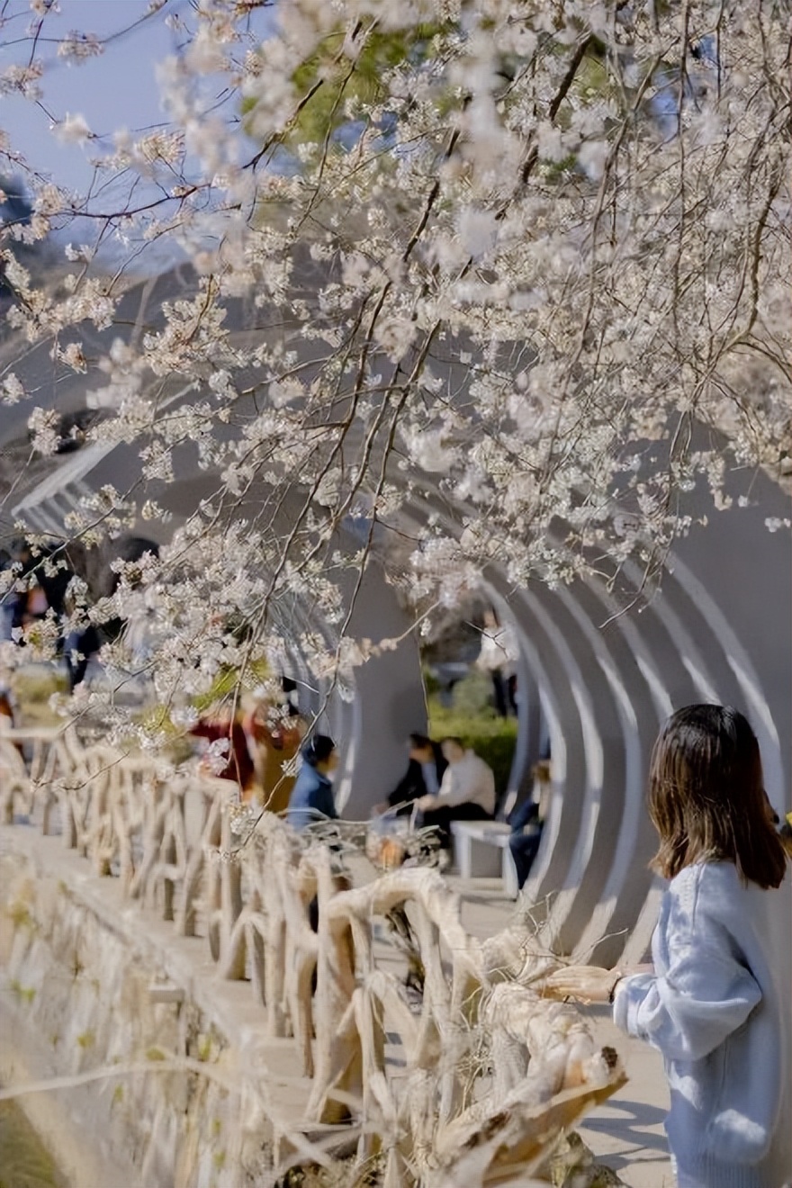 樱花季日本小众赏樱,樱花季全球赏樱胜地盘点