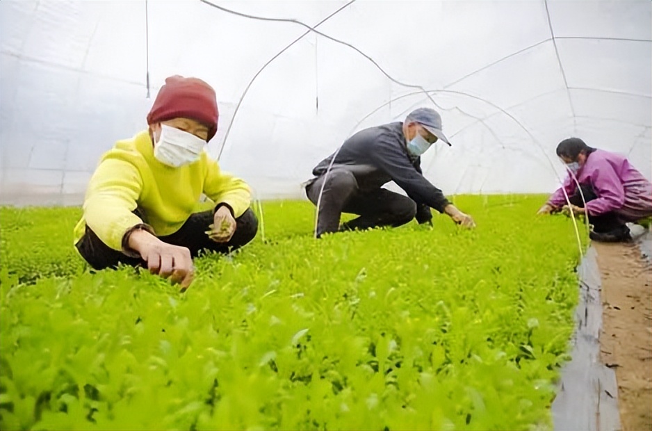 打造全国农业现代化示范区,现代化农业示范区规划图