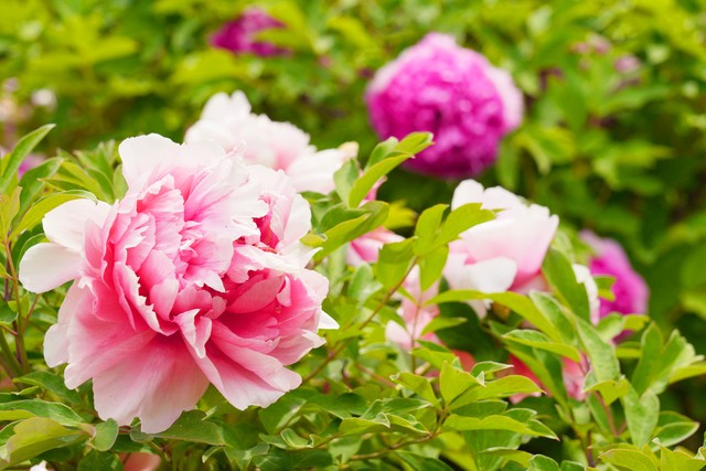 最美的国花牡丹,美丽壮观的国花牡丹