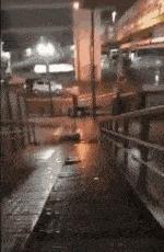 老鼠贴粘掉老鼠几个毛会死吗,老鼠贴粘到老鼠跑掉以后会死吗