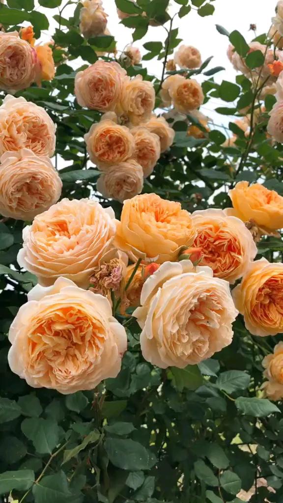 婀娜多姿的鲜花,一朵鲜花点缀不出绚丽多姿的春天